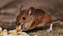 24 Hour & Emergency Exterminators in Warminster, PA